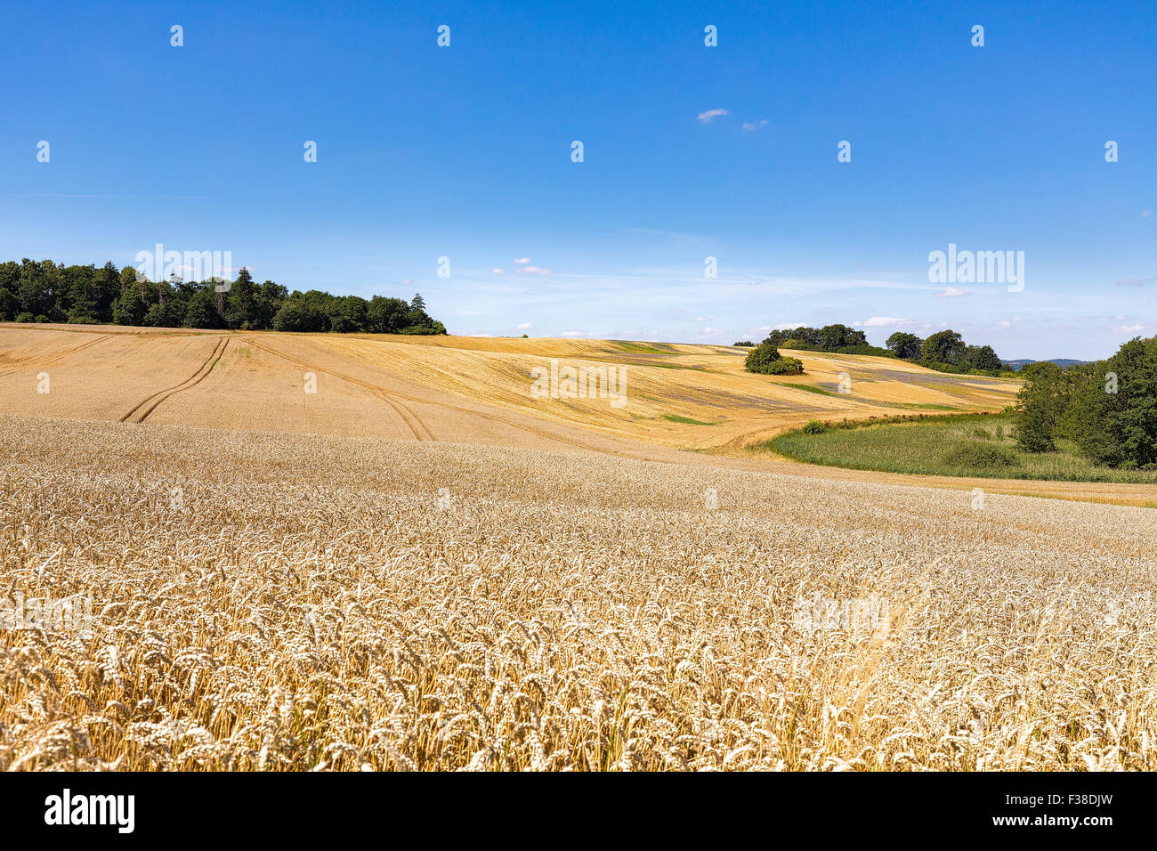 summer landscape of field and meadows and blue sky Stock Photo - Alamy
