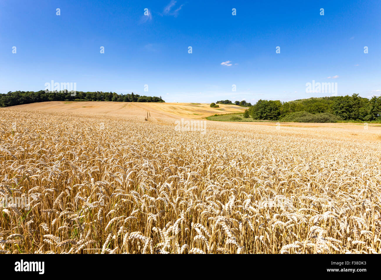 summer landscape of field and meadows and blue sky Stock Photo - Alamy