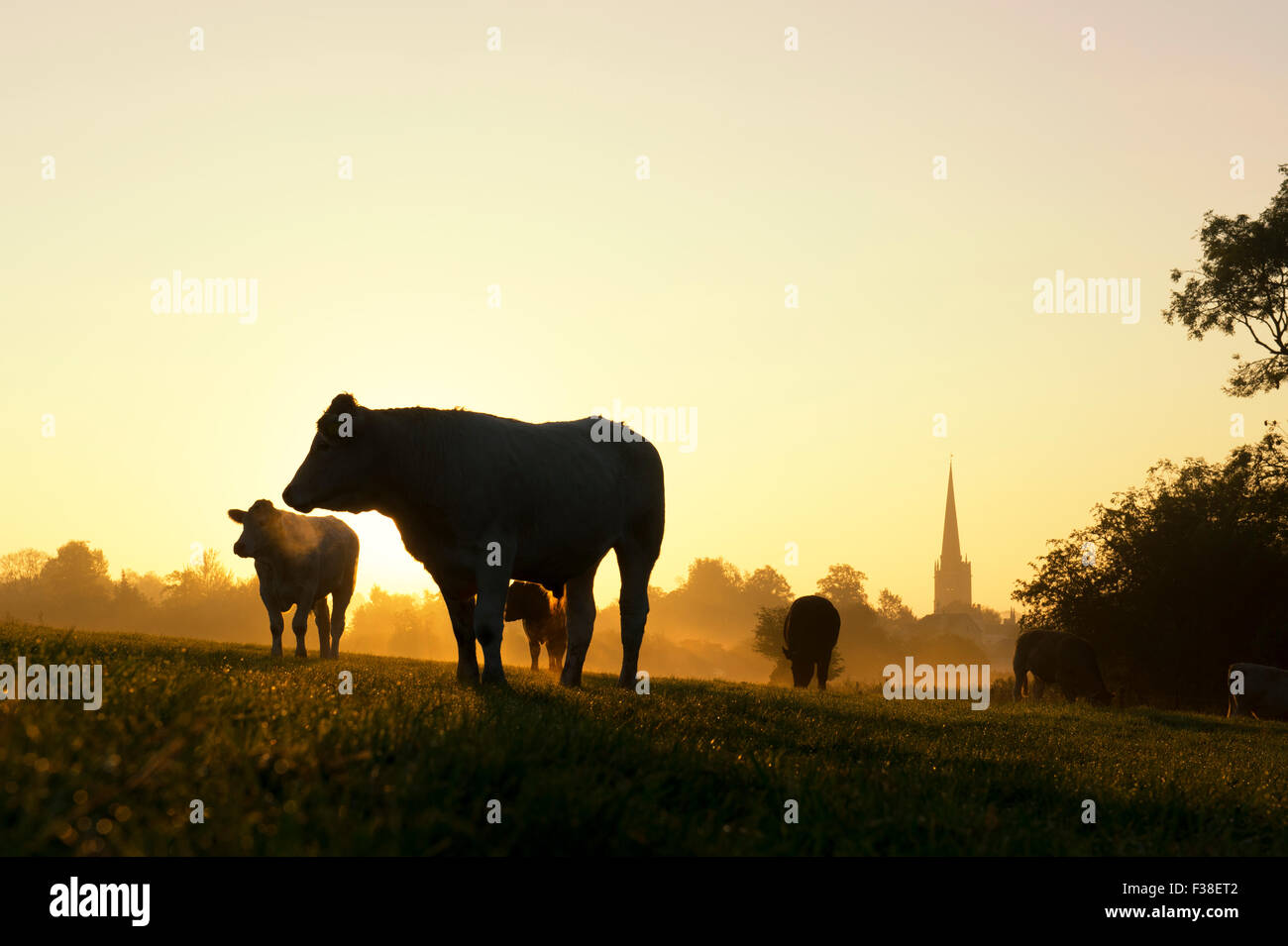 Silhouette Cows in front of Burford Church at sunrise in autumn. Burford, Cotswolds, England Stock Photo