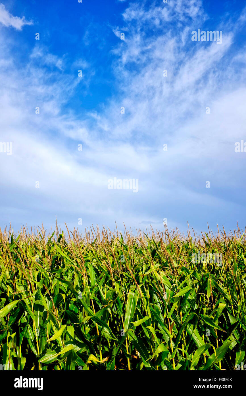 Close up shot of some clouds over a cornfield Stock Photo