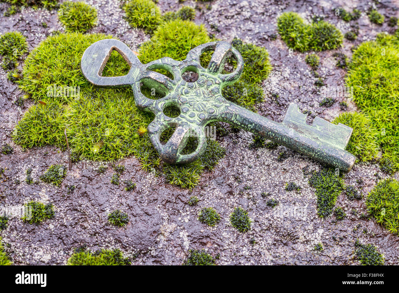 Treasure forest hi-res stock photography and images - Alamy
