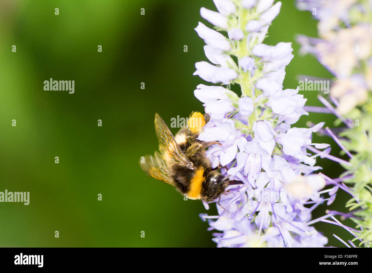 Bumblebee collecting nectar at a Veronica spicata flower Stock Photo ...