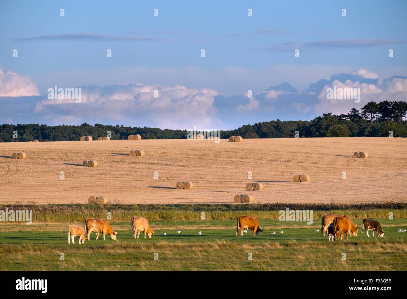 Beef cattle grazing on coastal floodmarsh, Cley Next The Sea, Norfolk, England, Aug Stock Photo