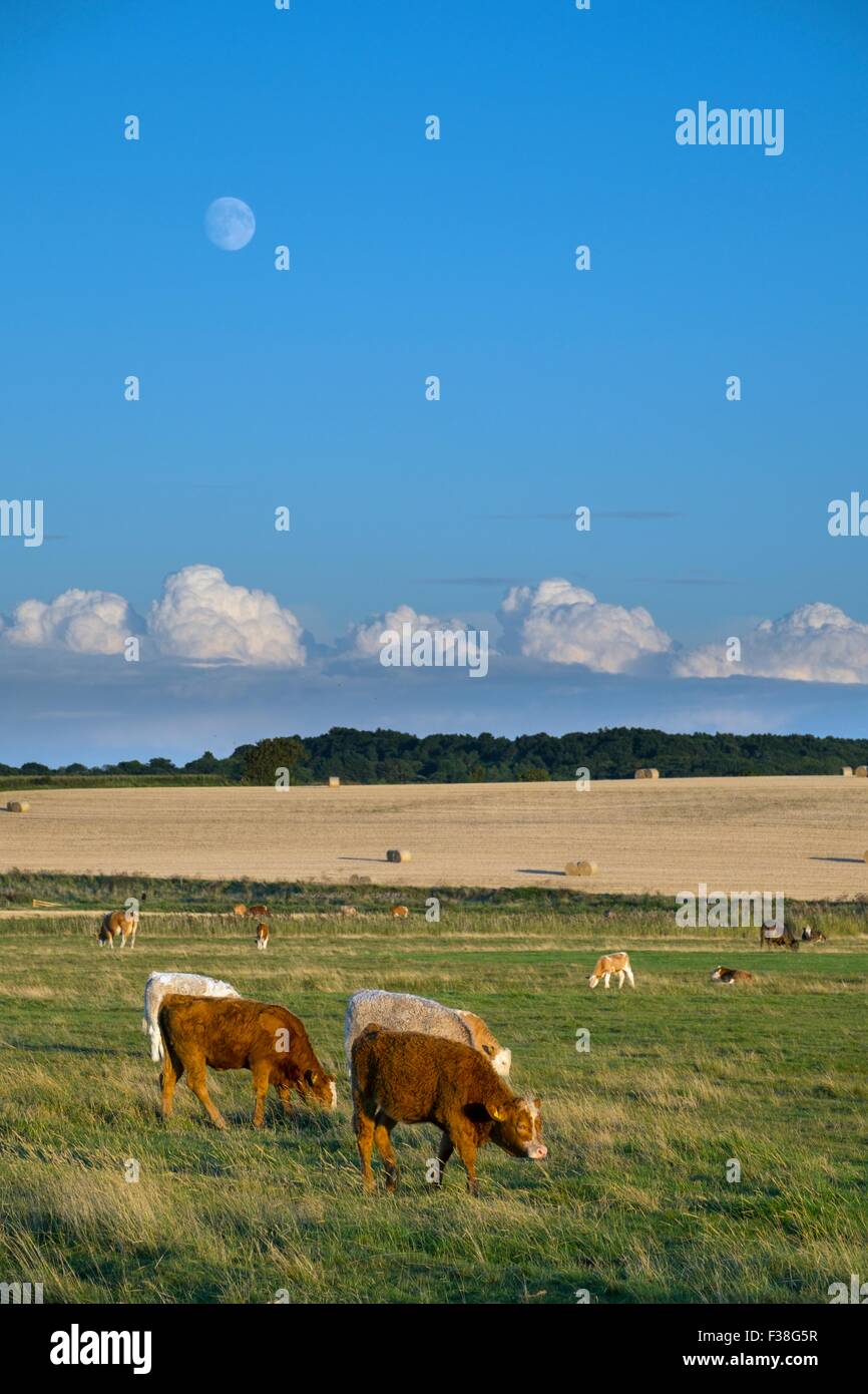 Cattle on coastal grazing marsh hi-res stock photography and images - Alamy