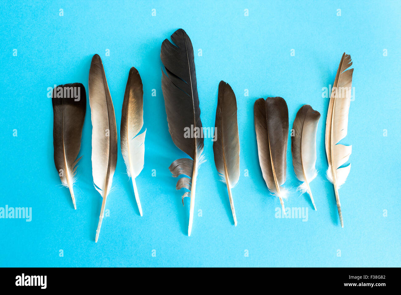 Pigeon feathers on a blue background Stock Photo - Alamy