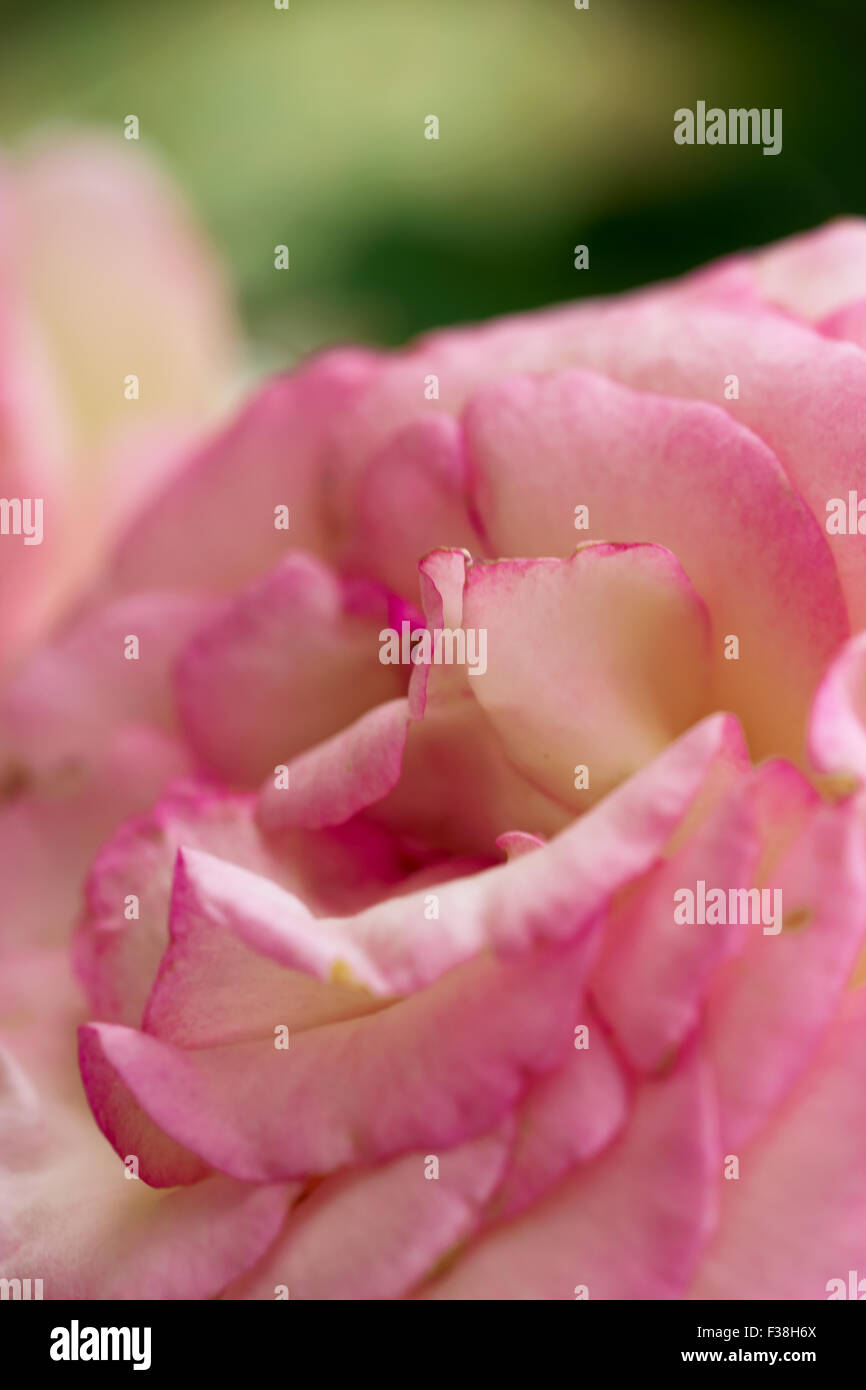 Rose flower buds leaves hi-res stock photography and images - Alamy