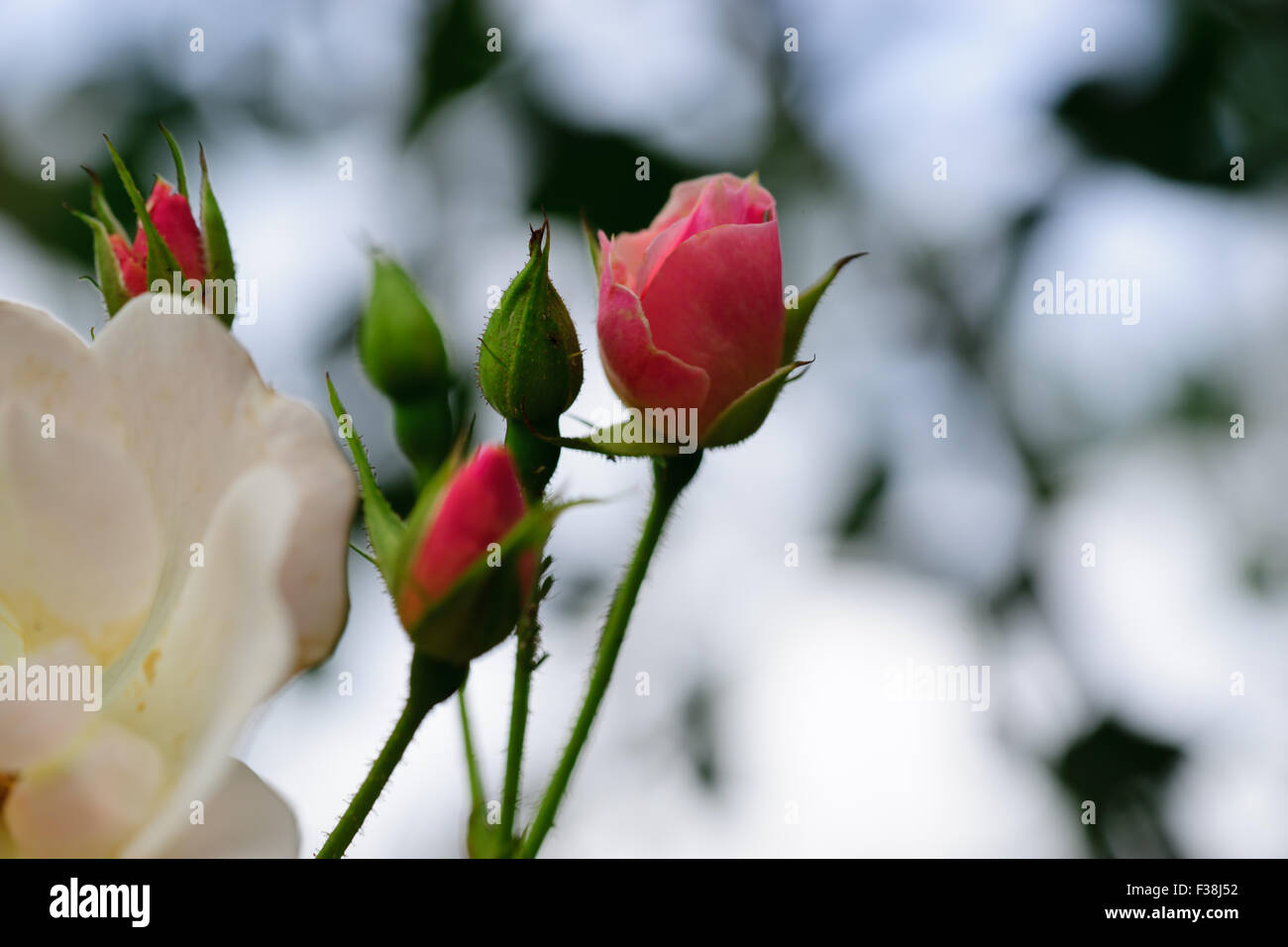 Rose flower buds leaves hi-res stock photography and images - Alamy