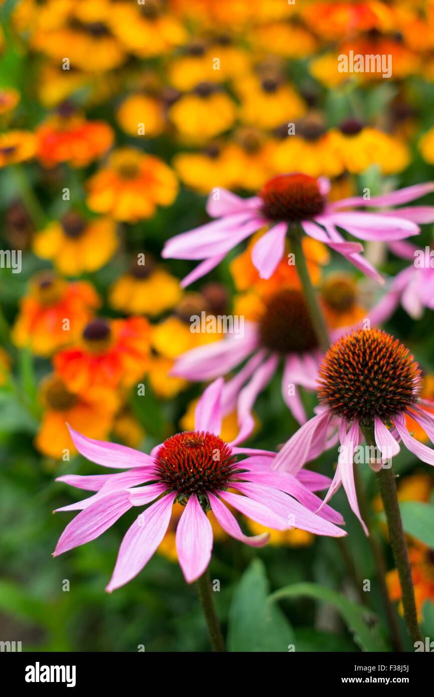 summer, garden, flowers, borders, display, perennial, nectar, rich, insect, friendly, colour, color, contrast Stock Photo