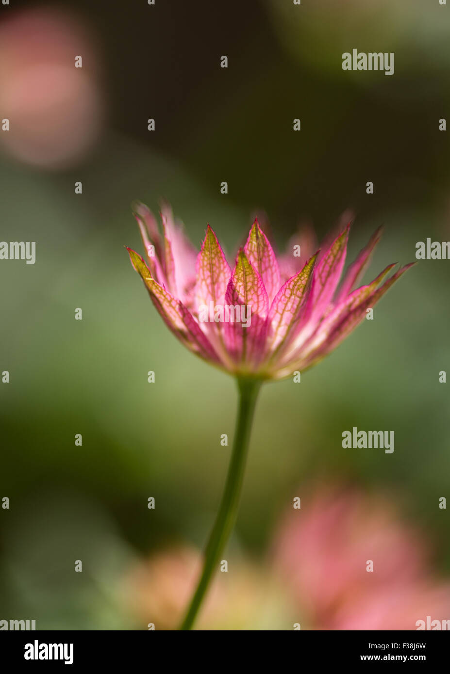 Artistic image of pink astrantia flower, United Kingdom Stock Photo