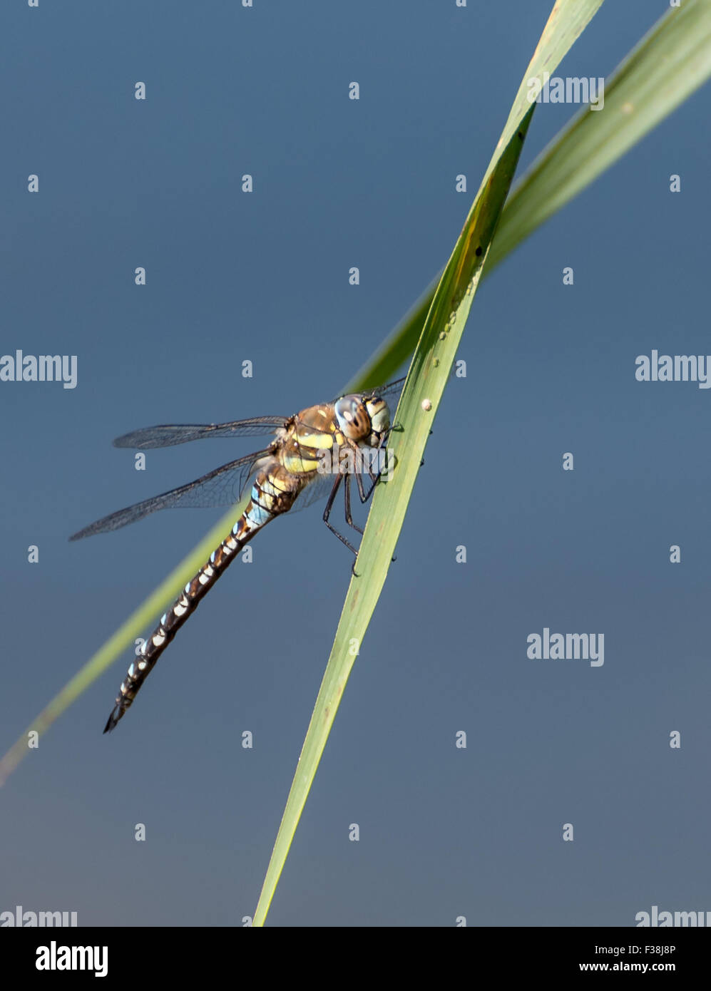 Female Common or Moorland Hawker Dragonfly (Aeschna juncea) Stock Photo