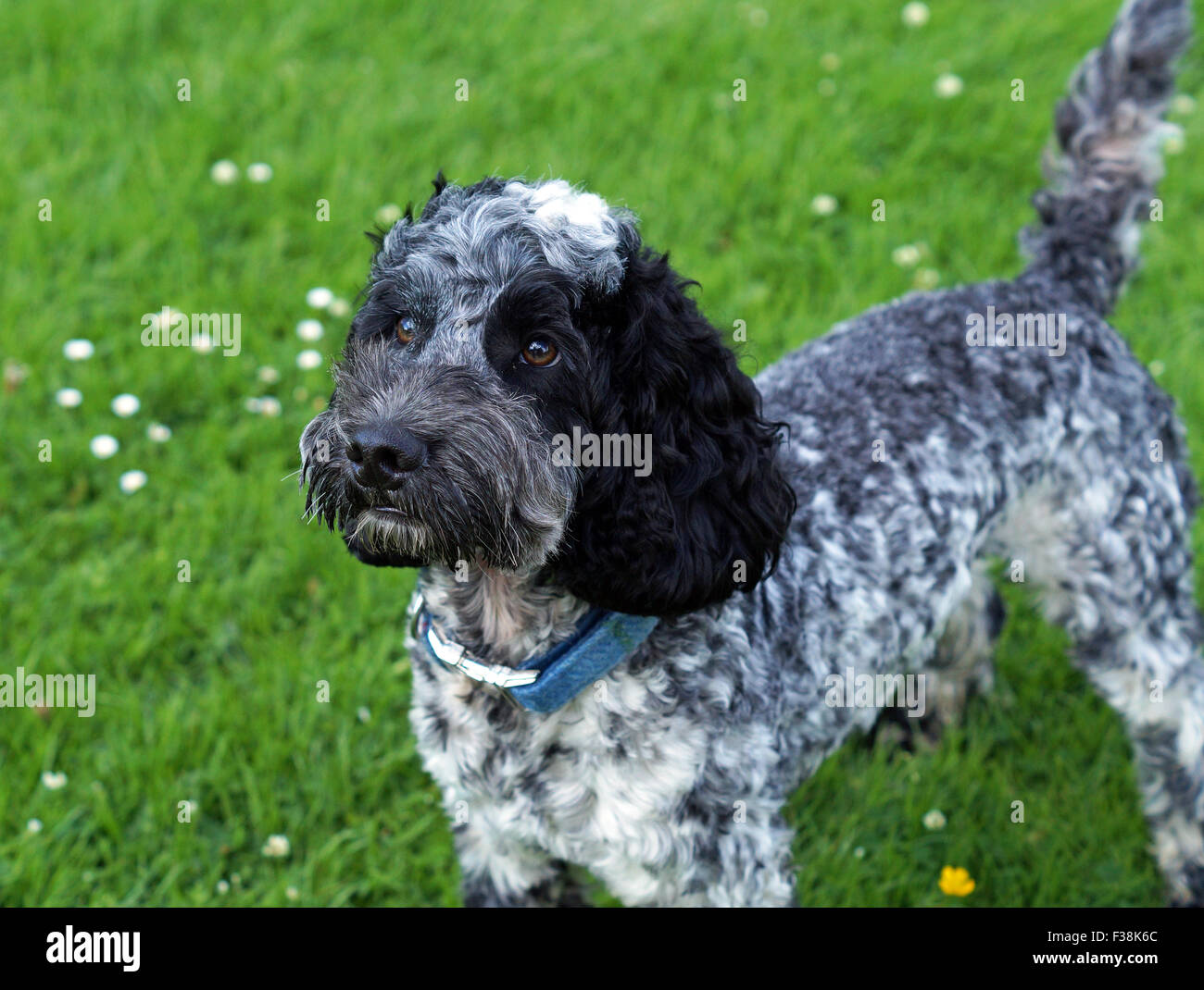 Black and white cockapoo hi res stock photography and images Alamy