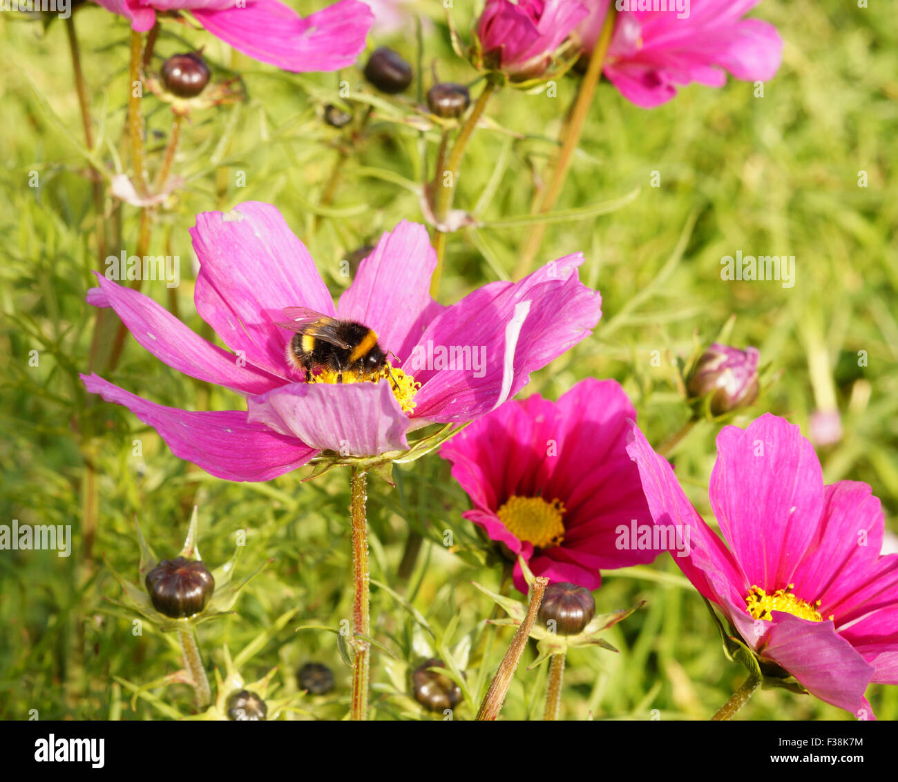Bumble Bee on Wild Pink Flower in a field of wild flowers and green grass, Looks like Pink Daisy Stock Photo