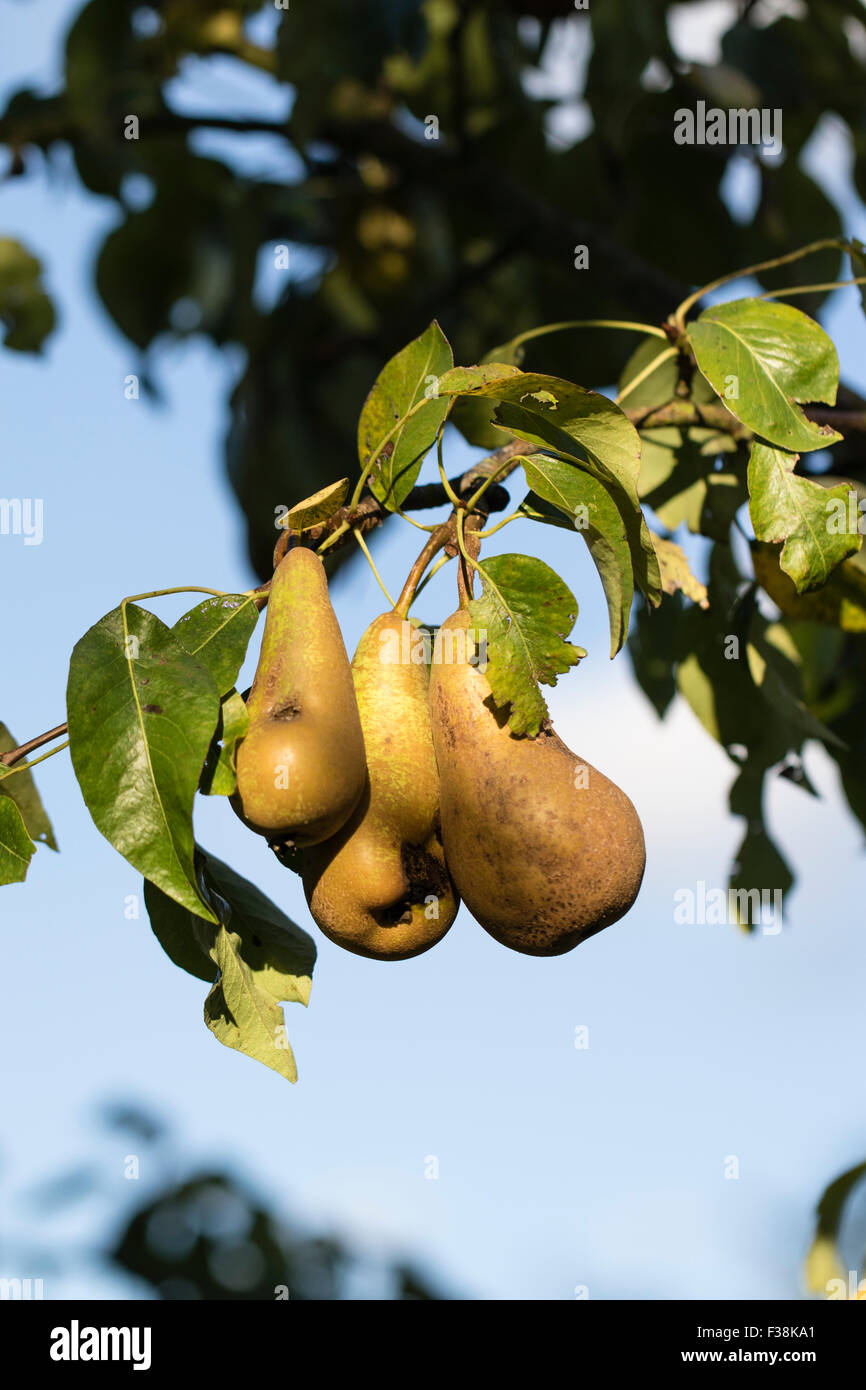 Pears ripening on the tree in the early Autumn sunlight, Kent, England ...