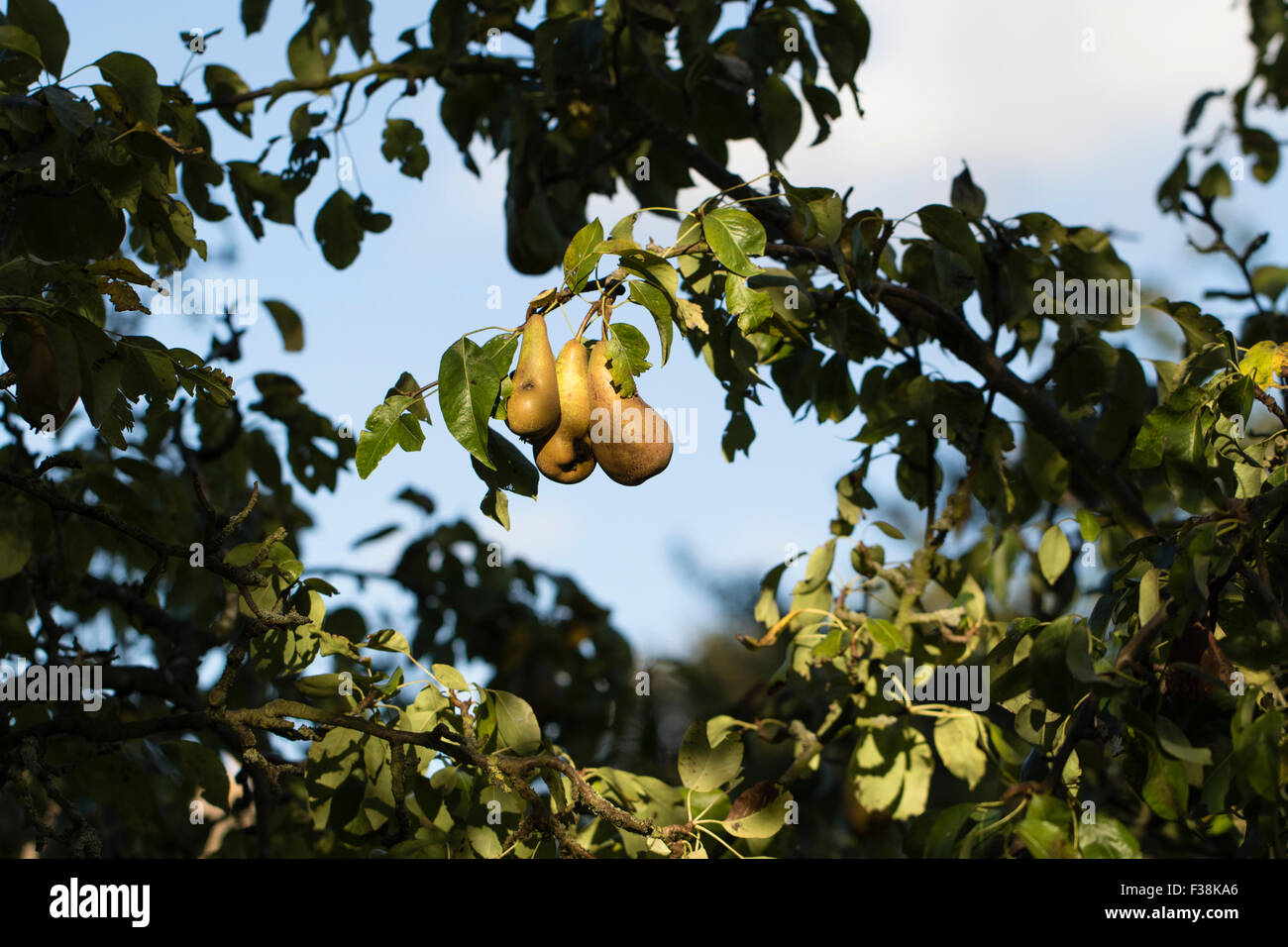 Pears ripening on the tree in the early Autumn sunlight, Kent, England Stock Photo