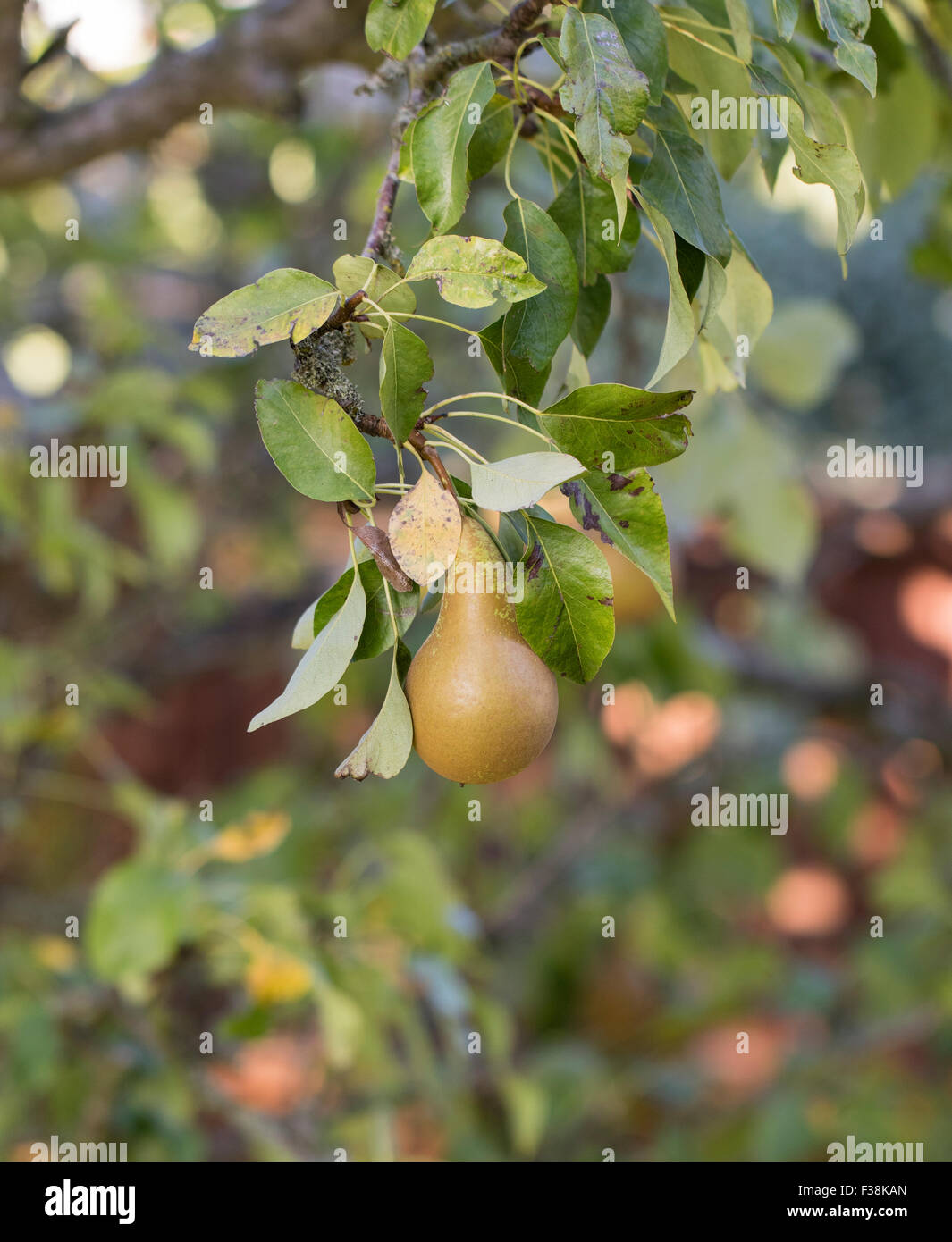 Pears ripening on the tree in the early Autumn sunlight, Kent, England Stock Photo