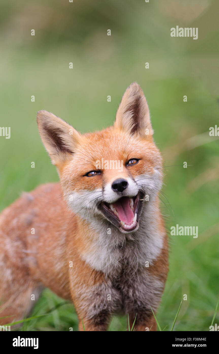 Laughing fox hi-res stock photography and images - Alamy