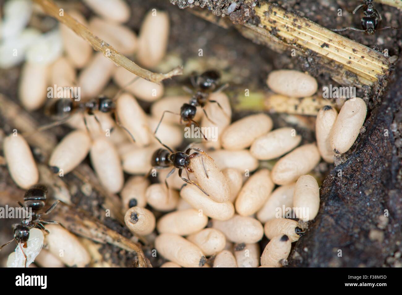 Lasius niger garden ant, with eggs Stock Photo Alamy