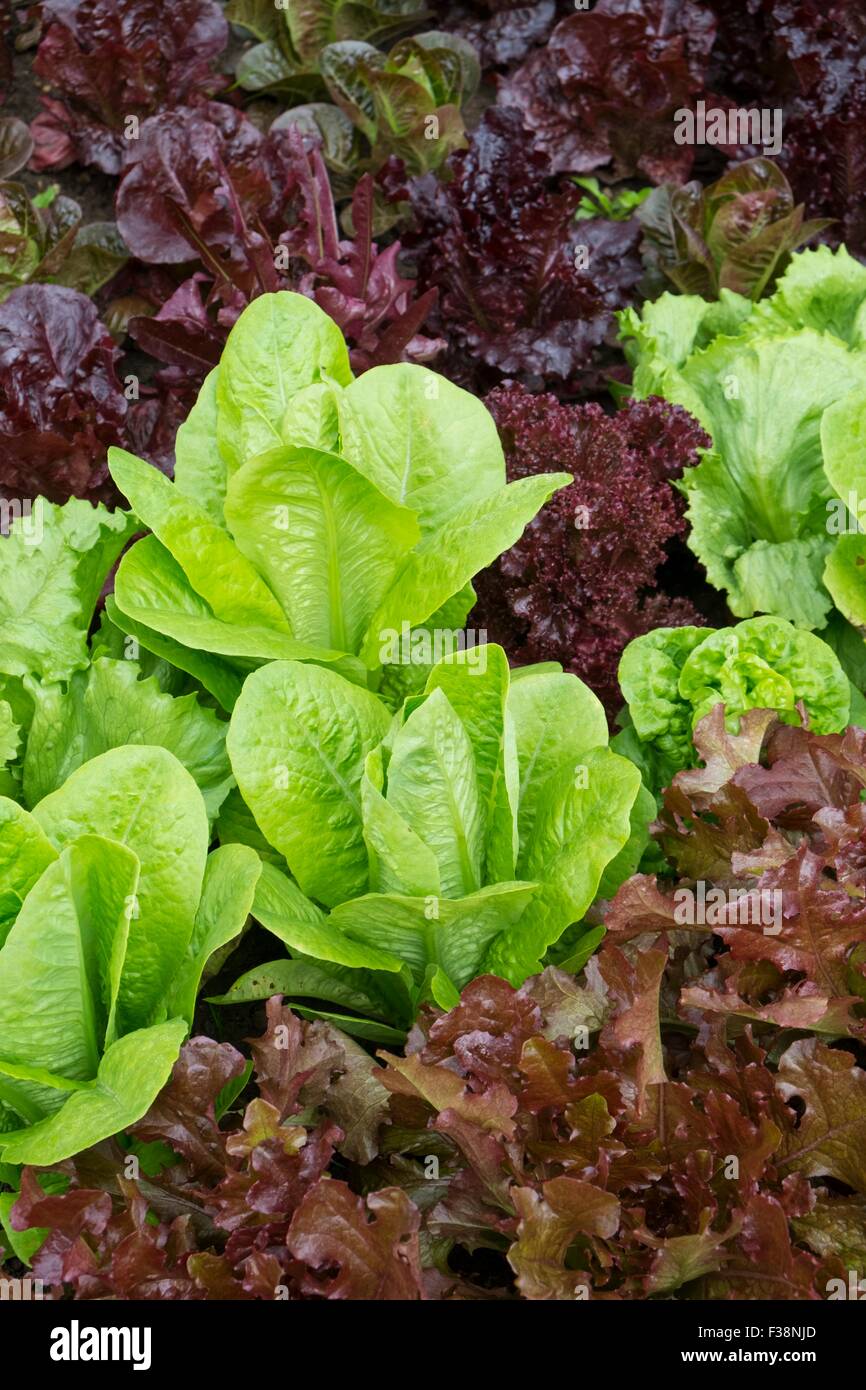 Mixed varieties of lettuce Stock Photo Alamy