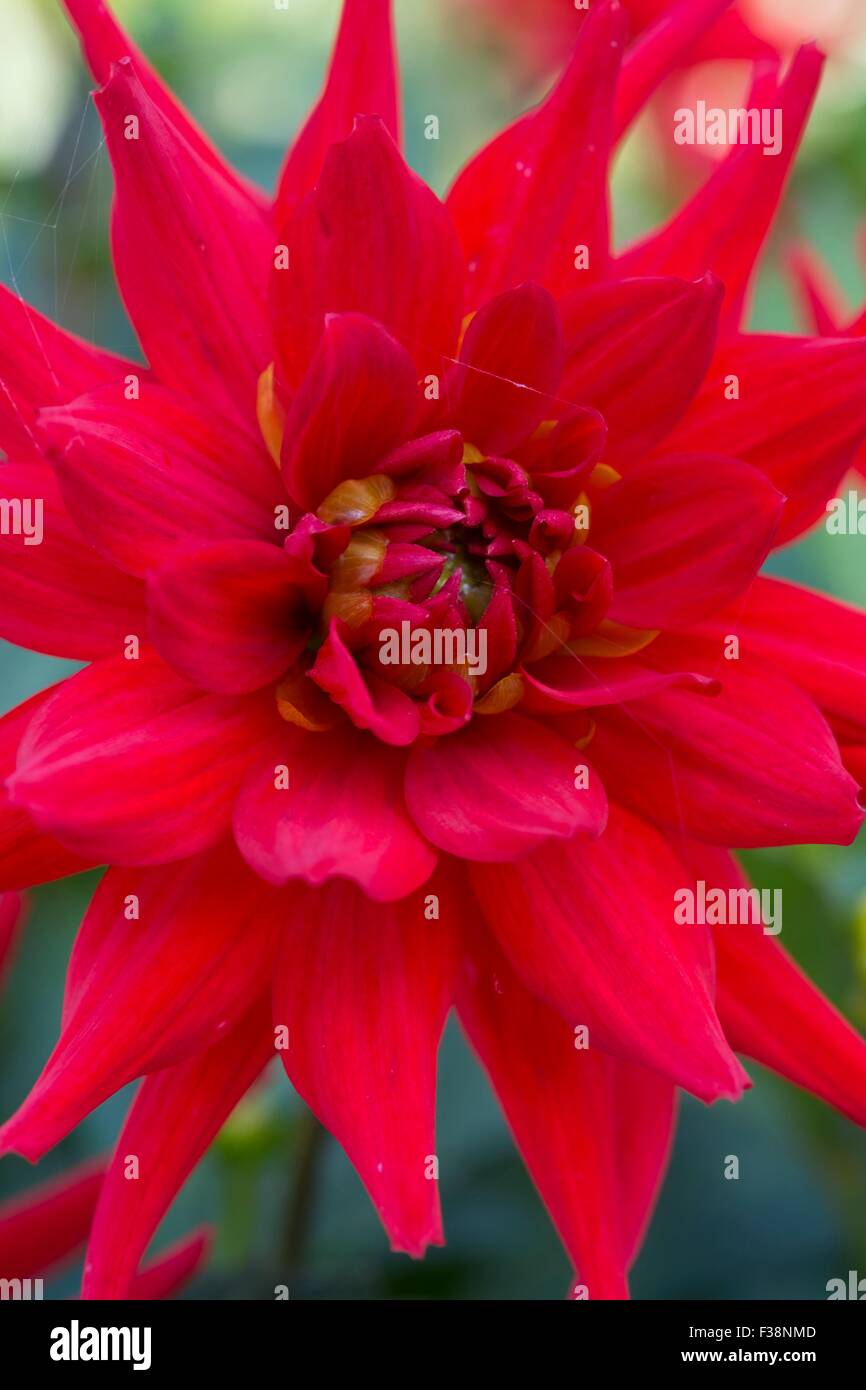 Cactus dahlia -Dahlia 'Red Pygmy' Stock Photo