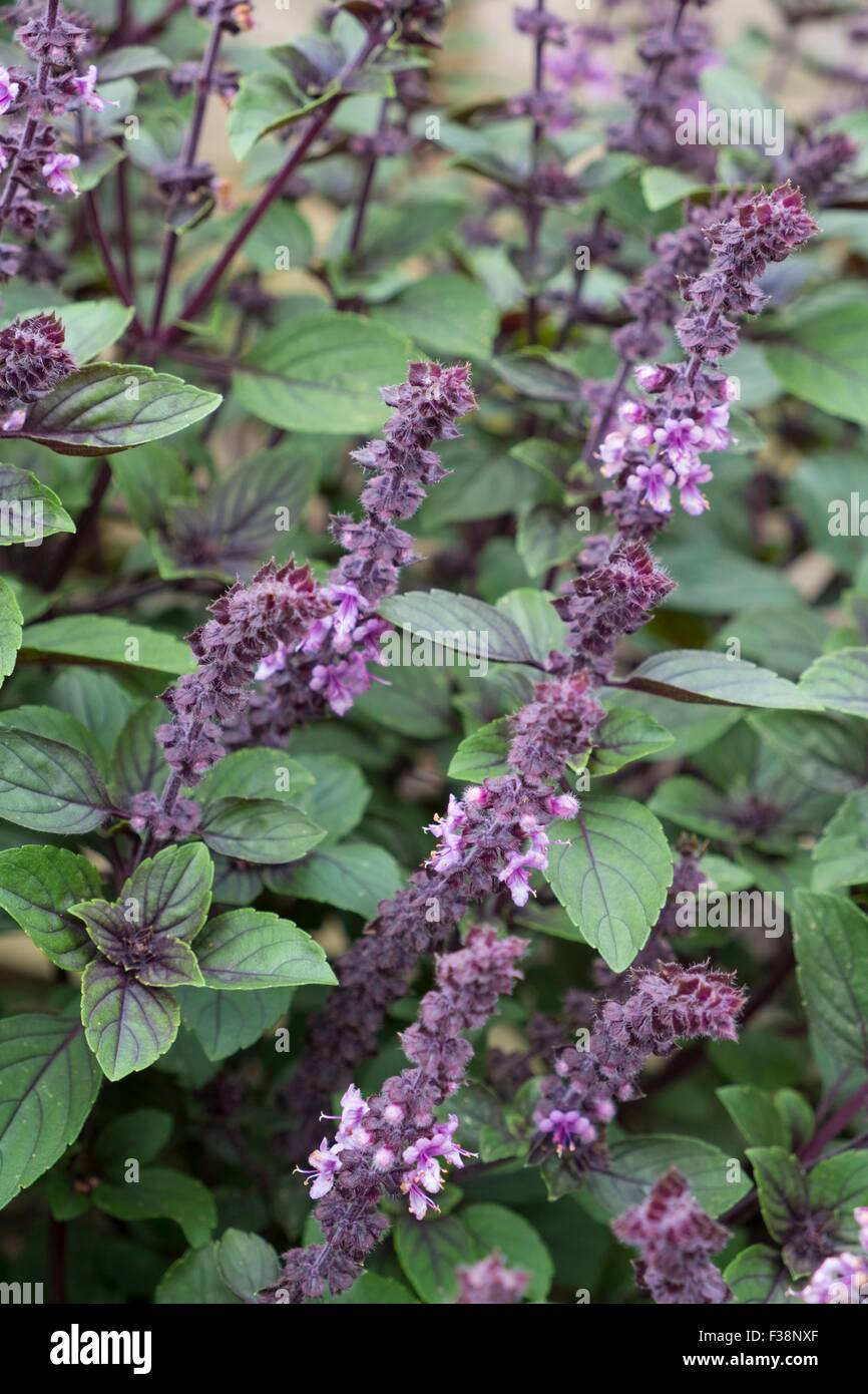 Ocimum kilimandscharicum  - African Blue Basil. Stock Photo