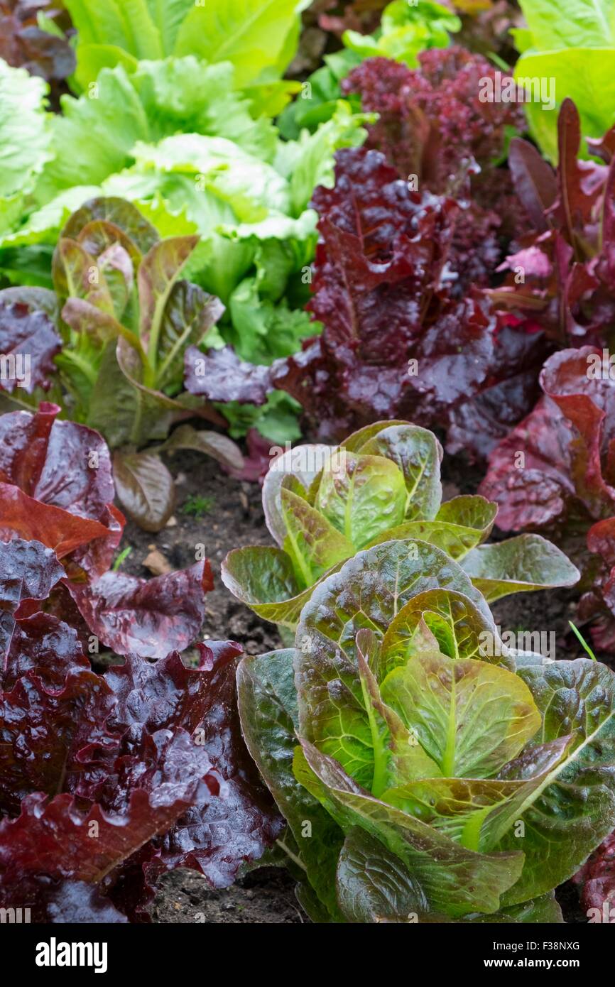 Cos Lettuce Varieties