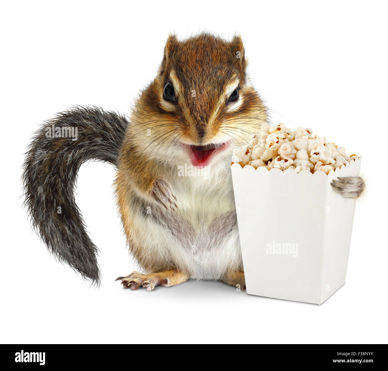 Funny chipmunk with blank popcorn bucket isolated on white Stock Photo