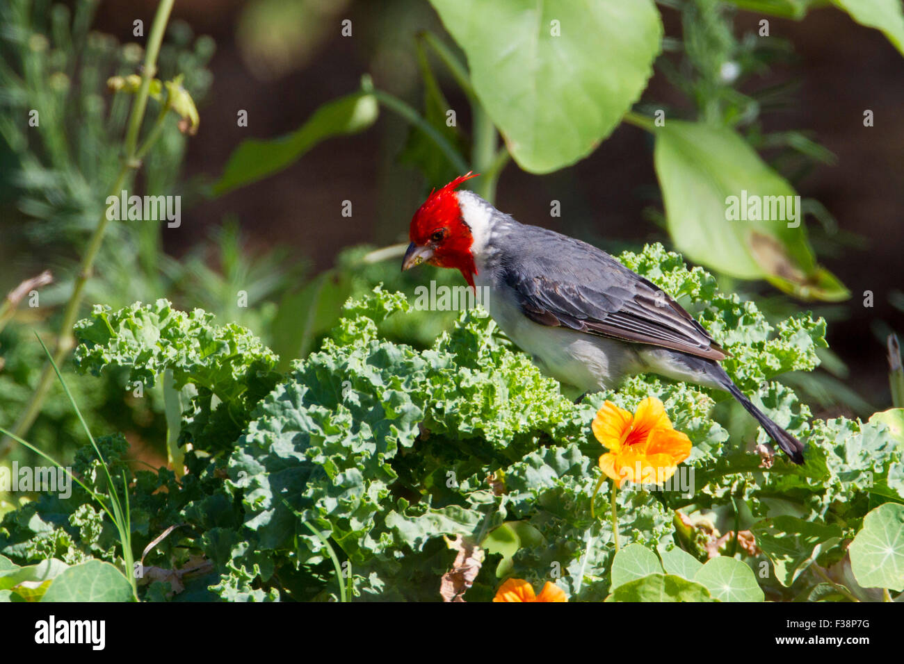 Red-crested Cardinal (Paroaria coronata) male feeding on a plant at Paia, Maui, Hawaii in August Stock Photo