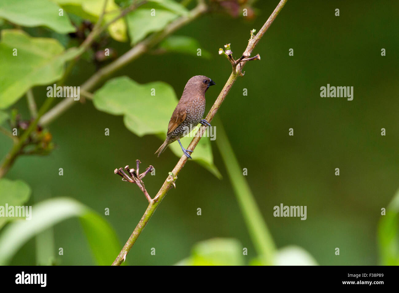 Scaly-breasted Munia (Lonchura punctulata) collecting nest material at Haiku, Maui, Hawaii in August Stock Photo