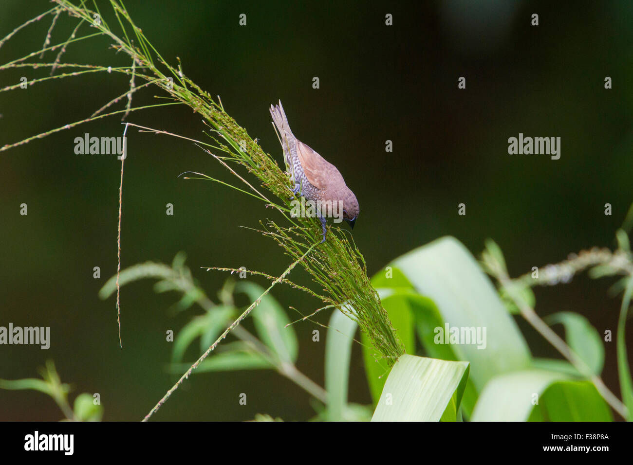 Scaly-breasted Munia (Lonchura punctulata) collecting nest material at Haiku, Maui, Hawaii in August Stock Photo