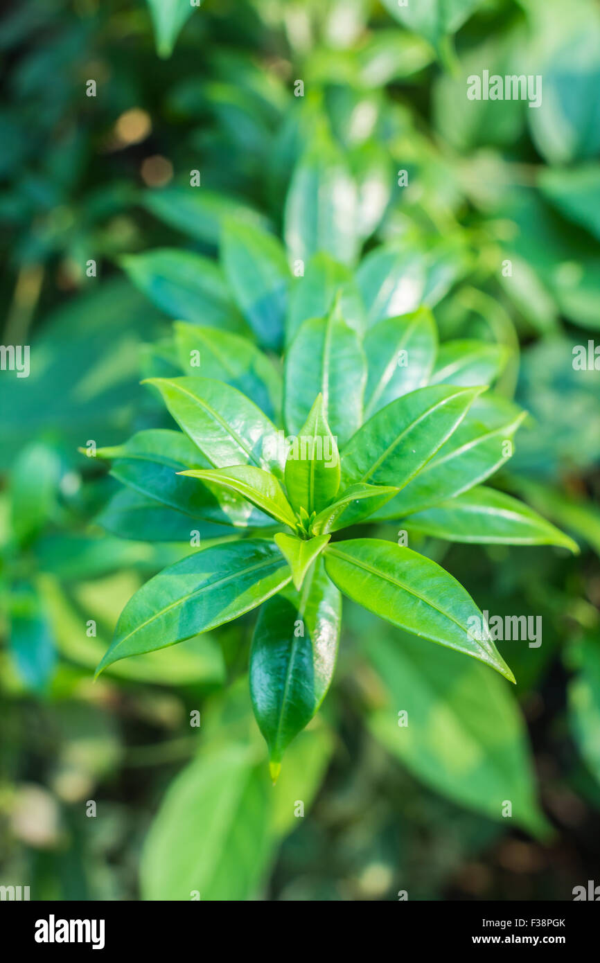 Green leaves with no flowers (bougainvillaea Stock Photo Alamy