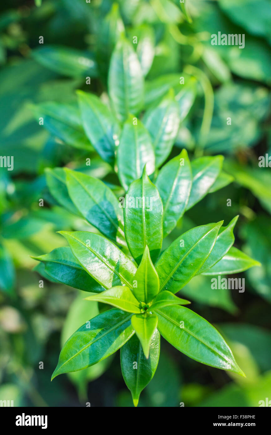 Green leaves with no flowers (bougainvillaea Stock Photo Alamy