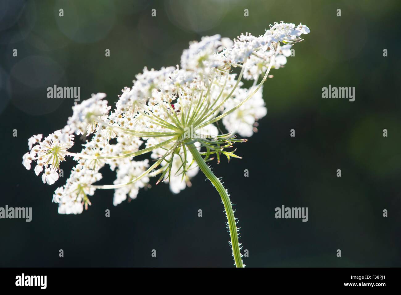 Wild carrot - Daucus carota, flower umbel backlit, Stock Photo