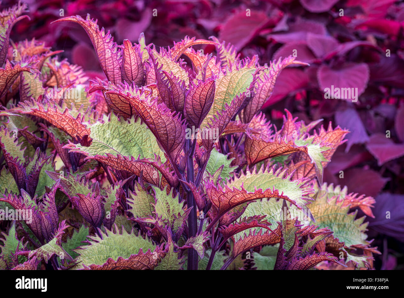 Henna coleus ornamental foliage with redhead coleus plant in background