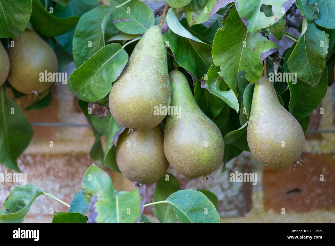 Pyrus communis 'Conference' Stock Photo