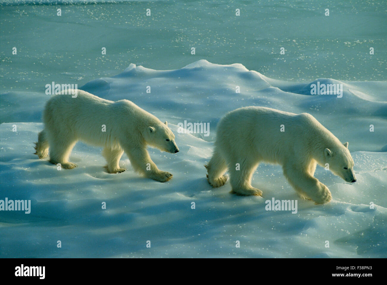 Polar bears family hi-res stock photography and images - Alamy