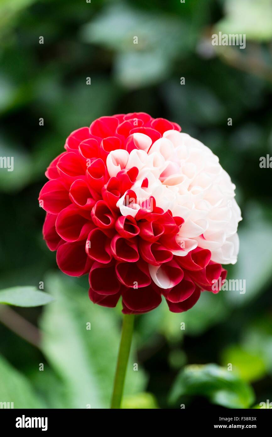 War roses hi-res stock photography and images - Alamy