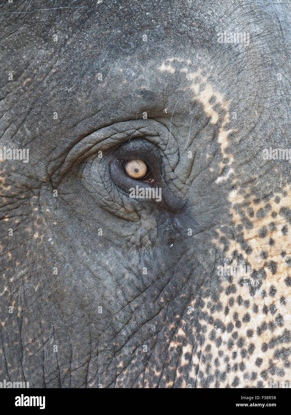 Close-up view of an elephant's eye Stock Photo