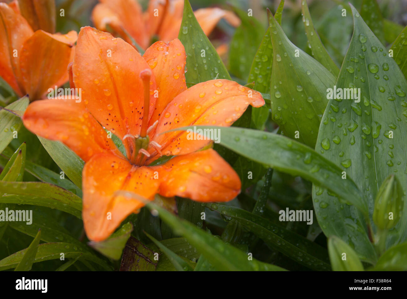 Images of flowers and greenery - close ups Stock Photo - Alamy