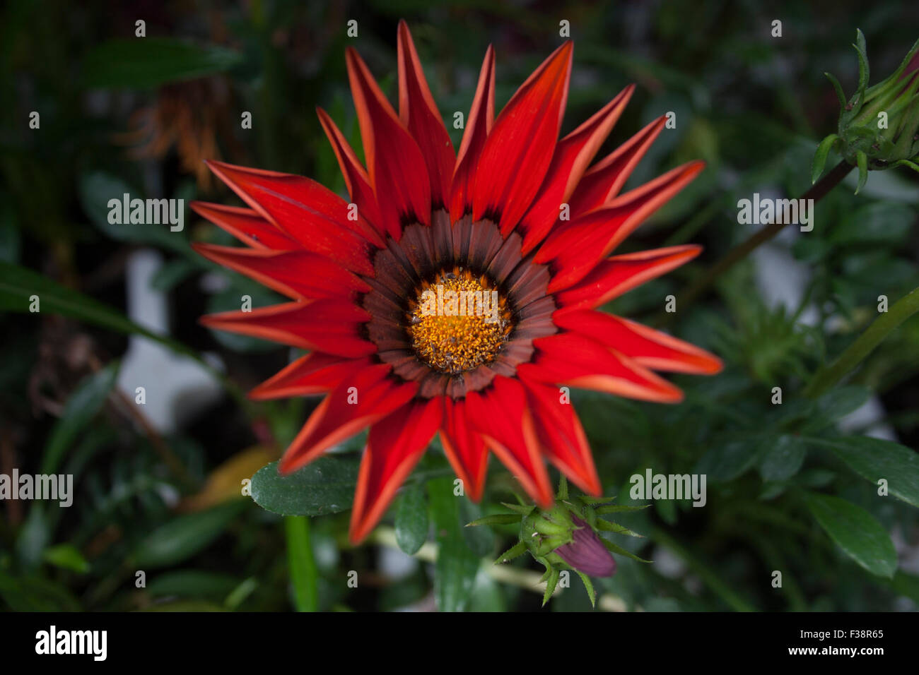 Images of flowers and greenery - close ups Stock Photo - Alamy