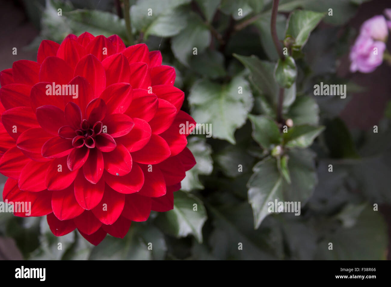 Images of flowers and greenery - close ups Stock Photo - Alamy