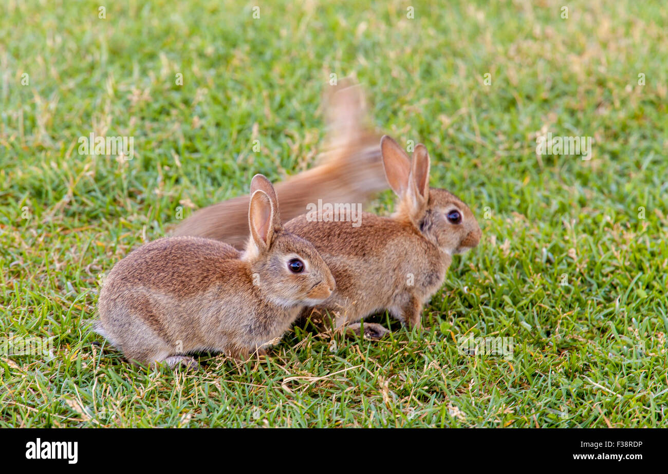 Little One Rabbits Little rabbits field hi-res stock photography and images - Alamy