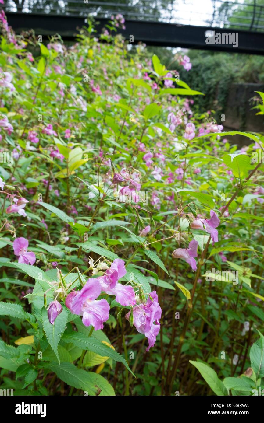 Himalayan balsam - Impatiens glandulifera. Stock Photo