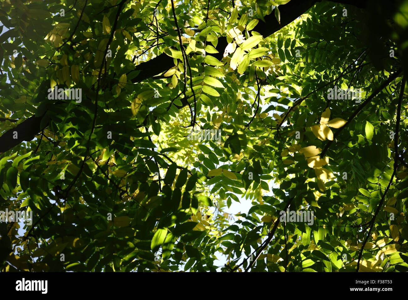 Nut Tree Canopy Stock Photo