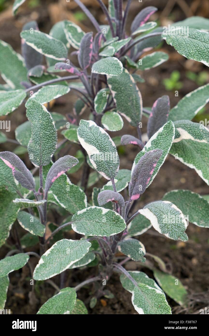 Salvia officinalis 'Tricolor' (v), common sage 'Tricolor' Stock Photo