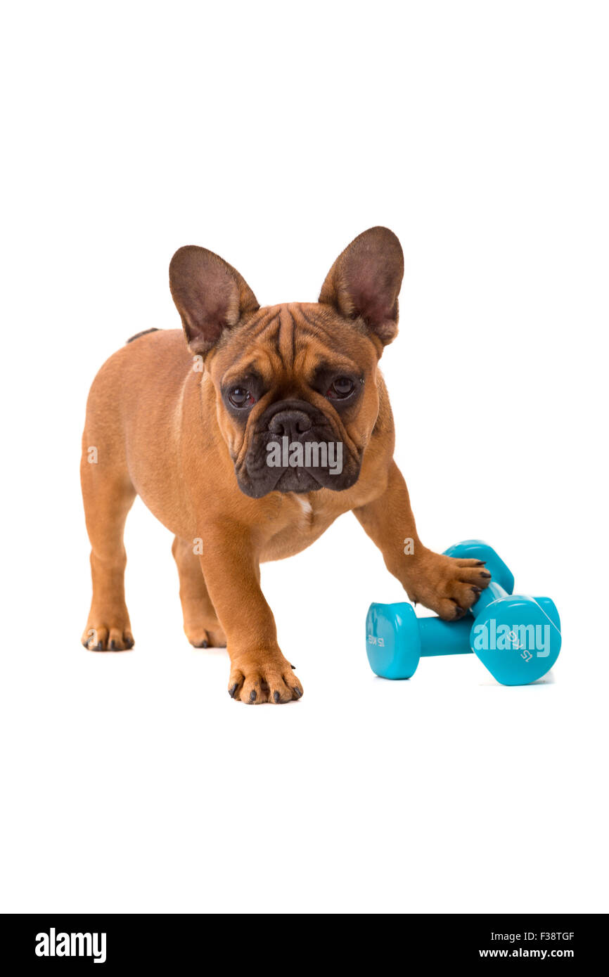 bulldog puppy diet
