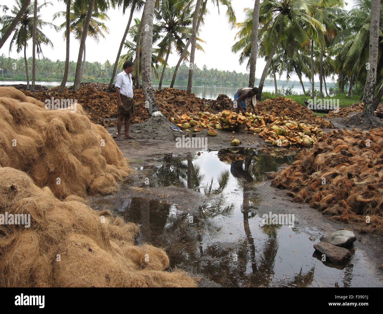 Coconut Palm Bioindustry Bio Green Industry Coconut Green Husk Removed From Coconut Fruitnear 6417