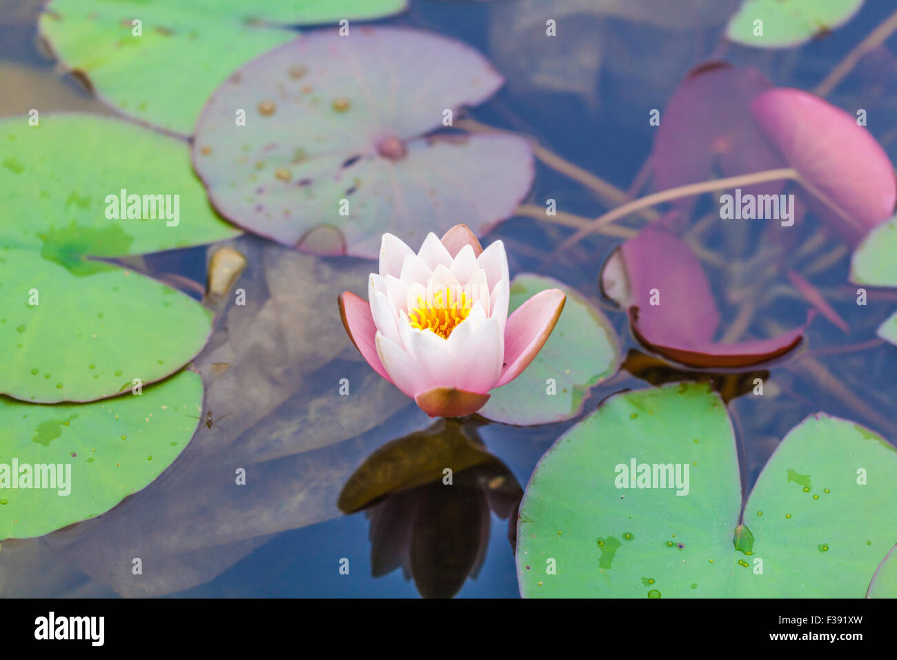 flower of water lily in the pond Stock Photo Alamy
