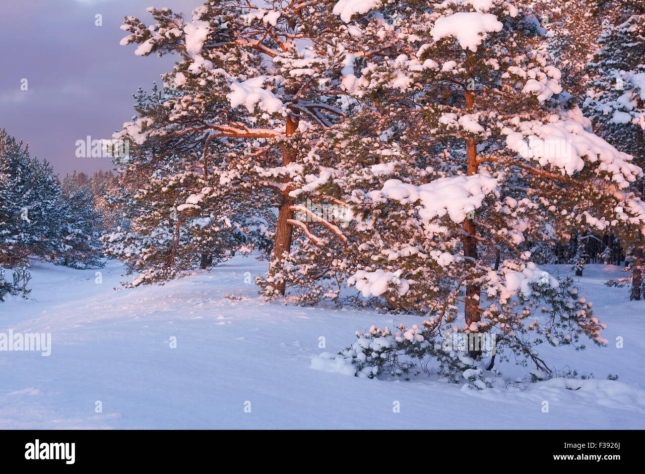 Pine trees covered with snow Stock Photo - Alamy