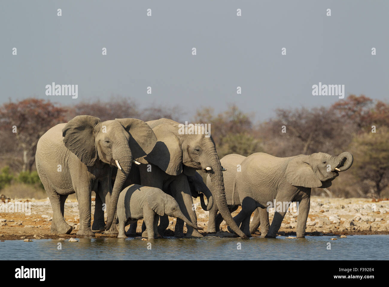 African elephant (Loxodonta africana), breeding herd at waterhole, Etosha National Park, Namibia Stock Photo