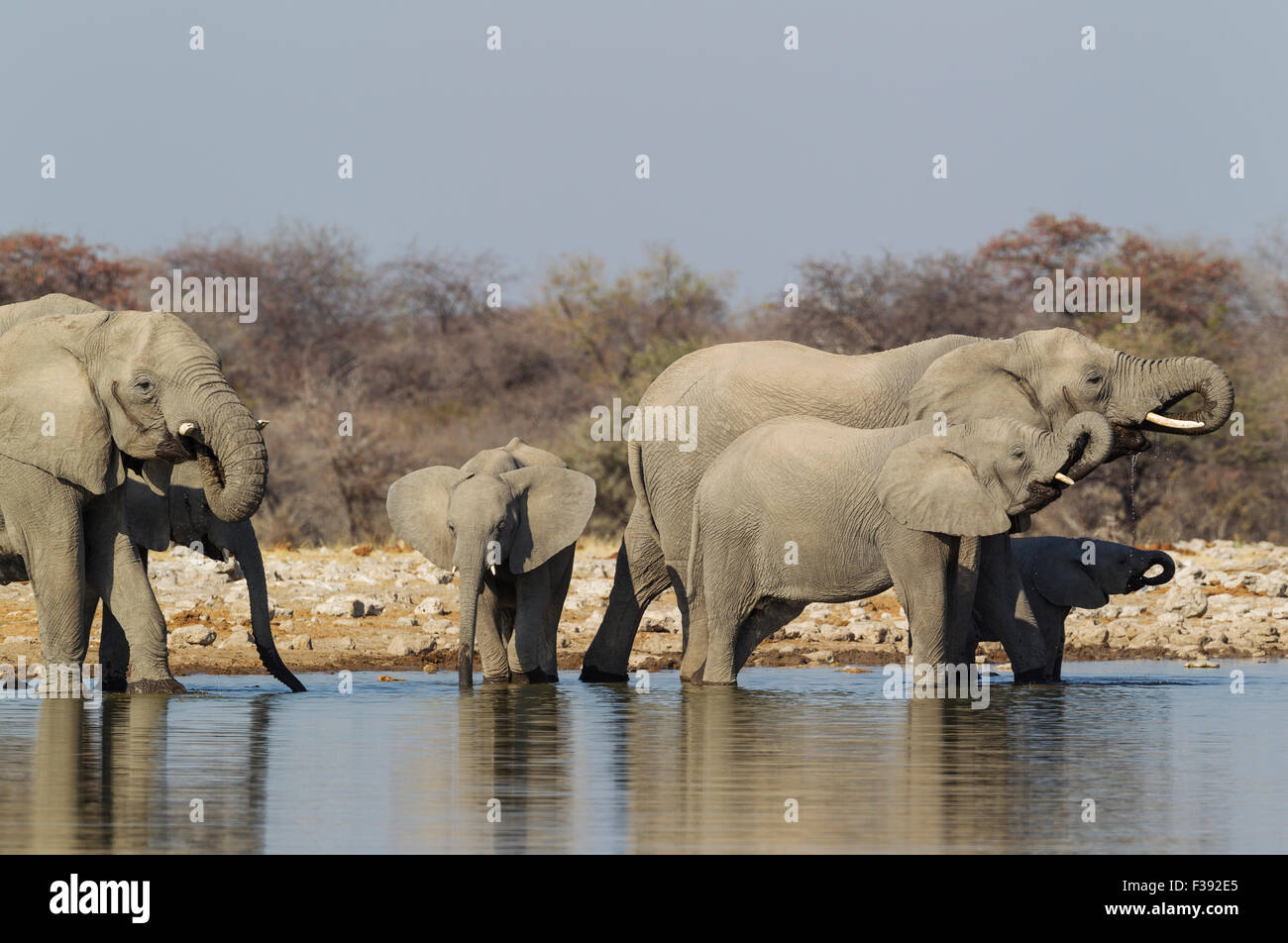 African elephant (Loxodonta africana), breeding herd at waterhole, Etosha National Park, Namibia Stock Photo